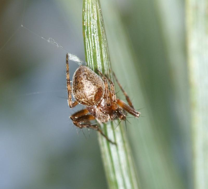 Araniella_displicata_D3013_Z_88_NP De Hoge Veluwe_Nederland.jpg